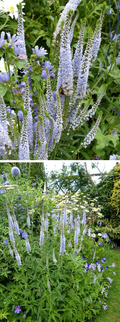 Veronica longifolia deals